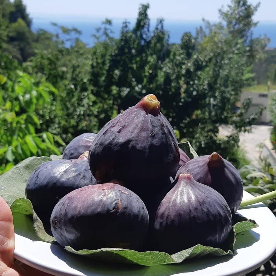 Kazdaglari Saglikli Yasam Koeyue Ξενοδοχείο Αδραμύττιο Εξωτερικό φωτογραφία